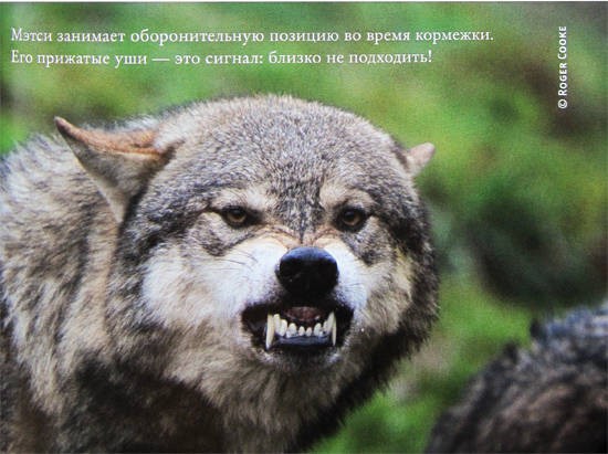 Иллюстрация к книге — Свой среди волков [IMG_8457b.jpg]