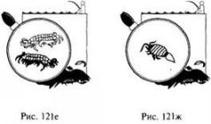 Иллюстрация к книге — Школа выживания в природных условиях [pic_129.jpg]