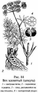 Иллюстрация к книге — Школа выживания в природных условиях [pic_95.jpg]