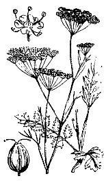 Иллюстрация к книге — Школа выживания. Как избежать голодной смерти [_04.jpg]