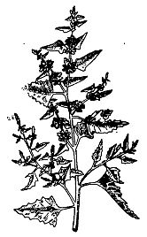 Иллюстрация к книге — Школа выживания. Как избежать голодной смерти [_11.jpg]