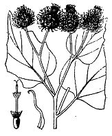 Иллюстрация к книге — Школа выживания. Как избежать голодной смерти [_13.jpg]