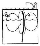 Иллюстрация к книге — Школа выживания. Как избежать голодной смерти [_153.jpg]