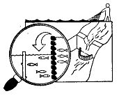 Иллюстрация к книге — Школа выживания. Как избежать голодной смерти [_188.jpg]
