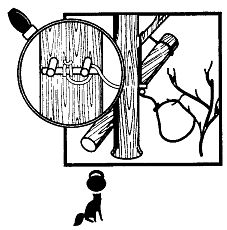 Иллюстрация к книге — Школа выживания. Как избежать голодной смерти [_231.jpg]