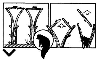 Иллюстрация к книге — Школа выживания. Как избежать голодной смерти [_241.jpg]