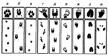 Иллюстрация к книге — Школа выживания. Как избежать голодной смерти [_248.jpg]