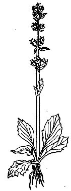 Иллюстрация к книге — Школа выживания. Как избежать голодной смерти [_26.jpg]