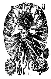 Иллюстрация к книге — Школа выживания. Как избежать голодной смерти [_29.jpg]