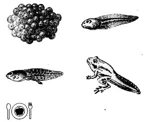 Иллюстрация к книге — Школа выживания. Как избежать голодной смерти [_295.jpg]