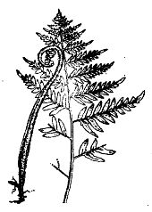 Иллюстрация к книге — Школа выживания. Как избежать голодной смерти [_31.jpg]