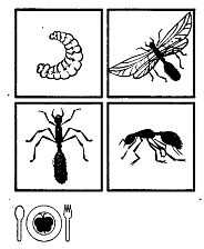 Иллюстрация к книге — Школа выживания. Как избежать голодной смерти [_313.jpg]