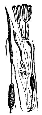 Иллюстрация к книге — Школа выживания. Как избежать голодной смерти [_32.jpg]