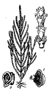 Иллюстрация к книге — Школа выживания. Как избежать голодной смерти [_33.jpg]