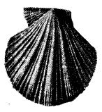 Иллюстрация к книге — Школа выживания. Как избежать голодной смерти [_338.jpg]