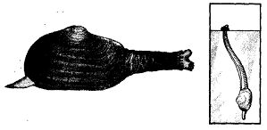 Иллюстрация к книге — Школа выживания. Как избежать голодной смерти [_341.jpg]