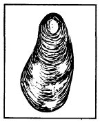 Иллюстрация к книге — Школа выживания. Как избежать голодной смерти [_350.jpg]