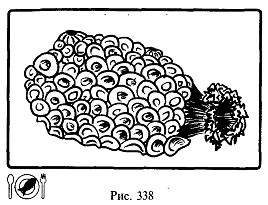 Иллюстрация к книге — Школа выживания. Как избежать голодной смерти [_363.jpg]