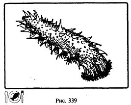 Иллюстрация к книге — Школа выживания. Как избежать голодной смерти [_364.jpg]