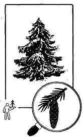 Иллюстрация к книге — Школа выживания. Как избежать голодной смерти [_39.jpg]