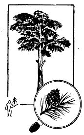 Иллюстрация к книге — Школа выживания. Как избежать голодной смерти [_47.jpg]