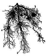 Иллюстрация к книге — Школа выживания. Как избежать голодной смерти [_49.jpg]