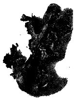 Иллюстрация к книге — Школа выживания. Как избежать голодной смерти [_50.jpg]