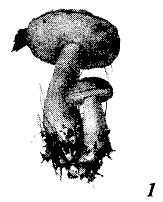 Иллюстрация к книге — Школа выживания. Как избежать голодной смерти [_54.jpg]