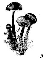 Иллюстрация к книге — Школа выживания. Как избежать голодной смерти [_58.jpg]