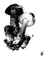 Иллюстрация к книге — Школа выживания. Как избежать голодной смерти [_59.jpg]