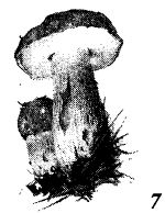 Иллюстрация к книге — Школа выживания. Как избежать голодной смерти [_60.jpg]