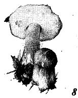 Иллюстрация к книге — Школа выживания. Как избежать голодной смерти [_61.jpg]