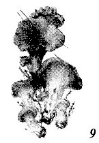 Иллюстрация к книге — Школа выживания. Как избежать голодной смерти [_62.jpg]