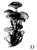 Иллюстрация к книге — Школа выживания. Как избежать голодной смерти [_66.jpg]