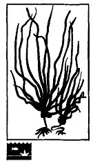 Иллюстрация к книге — Школа выживания. Как избежать голодной смерти [_72.jpg]