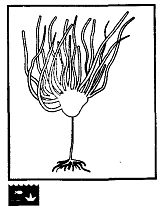 Иллюстрация к книге — Школа выживания. Как избежать голодной смерти [_74.jpg]