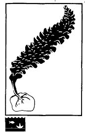 Иллюстрация к книге — Школа выживания. Как избежать голодной смерти [_75.jpg]