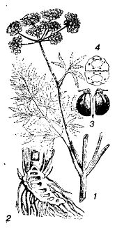 Иллюстрация к книге — Школа выживания. Как избежать голодной смерти [_91.jpg]