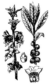 Иллюстрация к книге — Школа выживания. Как избежать голодной смерти [_92.jpg]