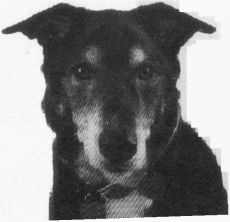 Иллюстрация к книге — Пес по имени Бу [i_001.jpg]