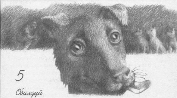 Иллюстрация к книге — Пес по имени Бу [i_007.jpg]