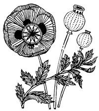 Иллюстрация к книге — Подземелья Дикого леса [i_036.png]