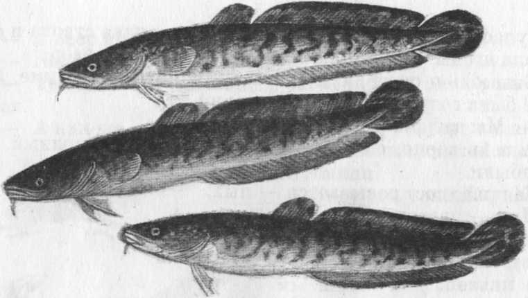 Иллюстрация к книге — Кепка с карасями [i_068.jpg]