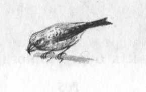 Иллюстрация к книге — Кепка с карасями [i_071.jpg]