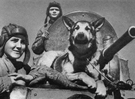 Иллюстрация к книге — Солдат по кличке Рекс [i_011.jpg]