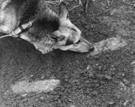 Иллюстрация к книге — Солдат по кличке Рекс [i_016.jpg]