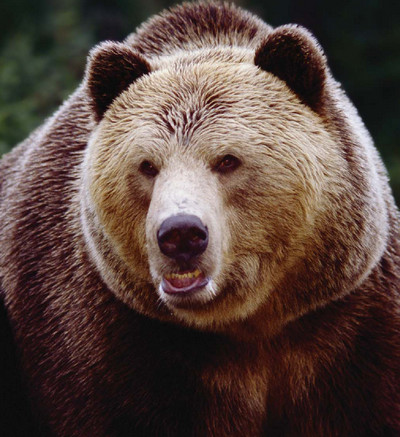 Иллюстрация к книге — Мохнатый бог [i_002.jpg]