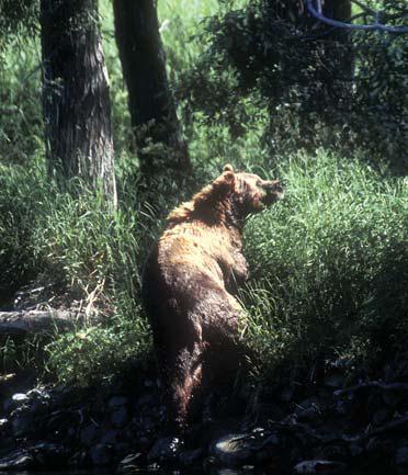 Иллюстрация к книге — Мохнатый бог [i_024.jpg]