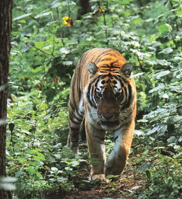 Иллюстрация к книге — Мохнатый бог [i_036.jpg]