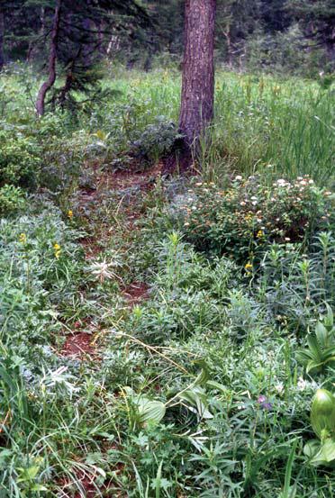 Иллюстрация к книге — Мохнатый бог [i_039.jpg]